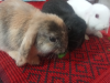 Holland Lop Rabbits